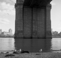 Brooklyn Bridge Seagulls