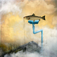 Cloudy Trout