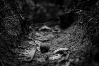 Patrick Hurley-Found Offering, archival pigment print