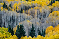 Kebler Pass