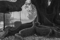 Moreton Bay Fig Tree, Santa Barbara, CA
