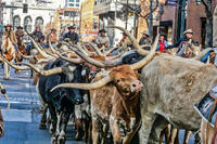 National Western Stockshow
