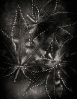 Paula Pink-A spell that Binds Us, platinum and palladium