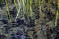Reed Reflections