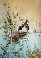 Maureen Ruddy Burkhart-The Last Rookery #1