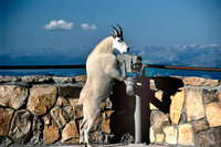 Mount Evans
