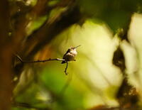 Terry Thiele-This Hummingbird is Lit!