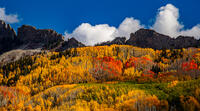 Fall Aspen