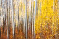 Robert Anderson Gallery Reopens