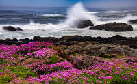Spring at the Coast