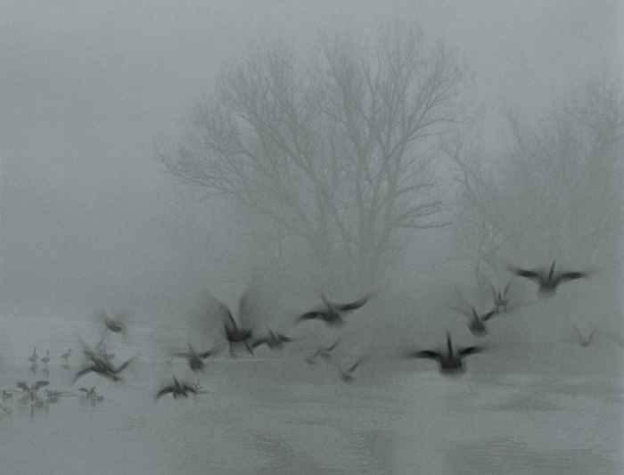 Geese in Fog