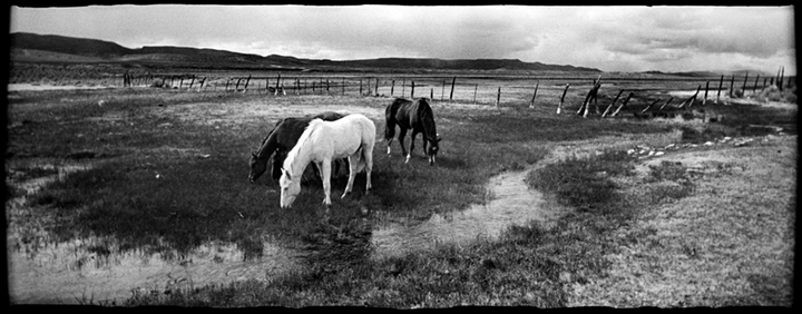 Horses at Potts