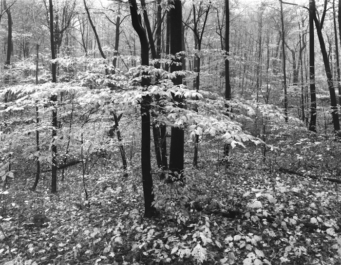 Watchung Forest