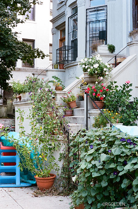 Stoop and Plants (2012)