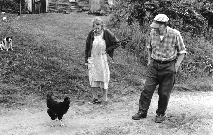 Hen