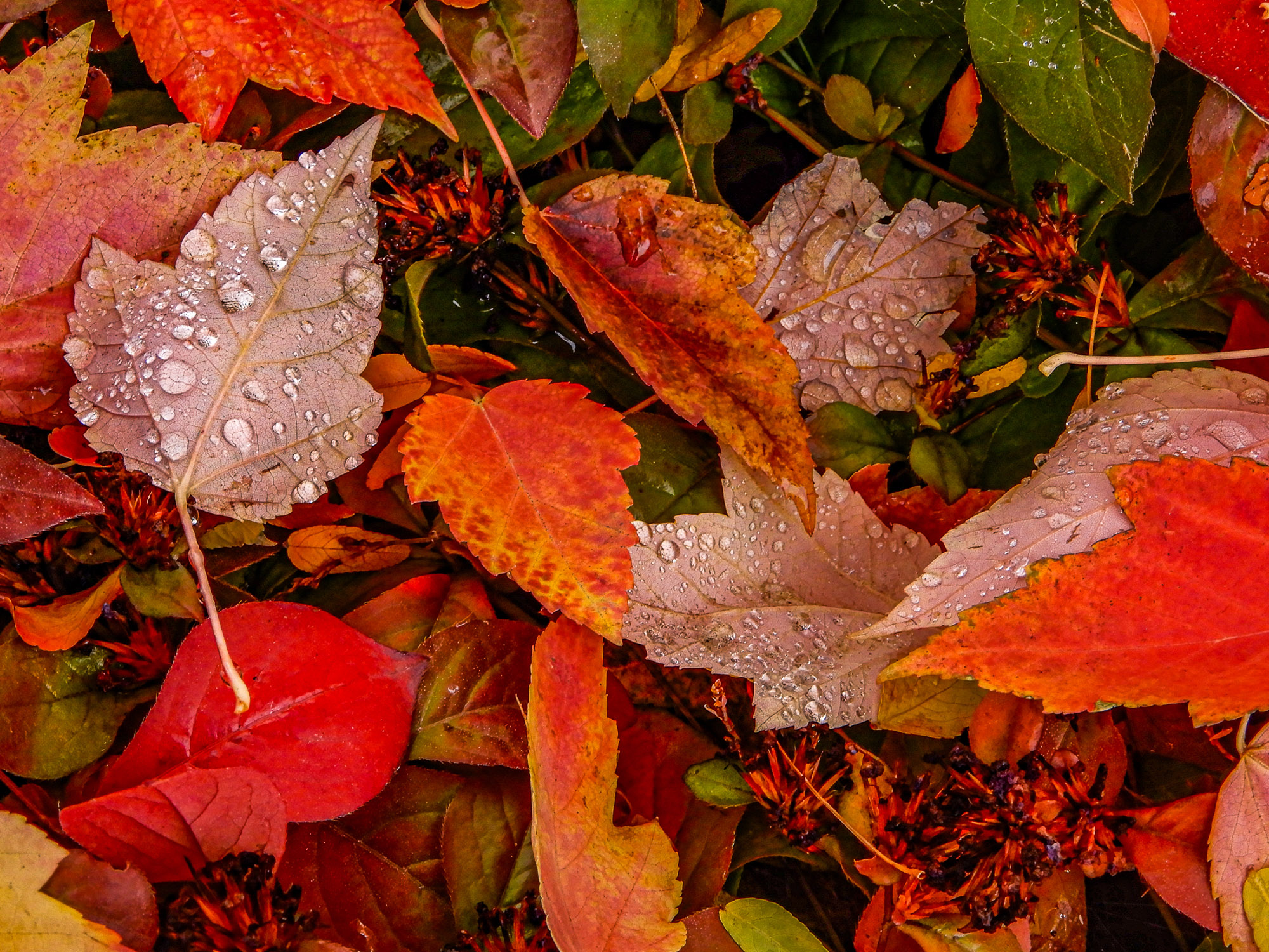 Fall Leaves