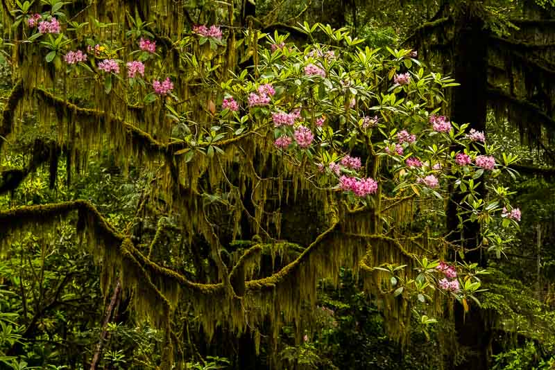 Rhododendron, Jed Smith SP